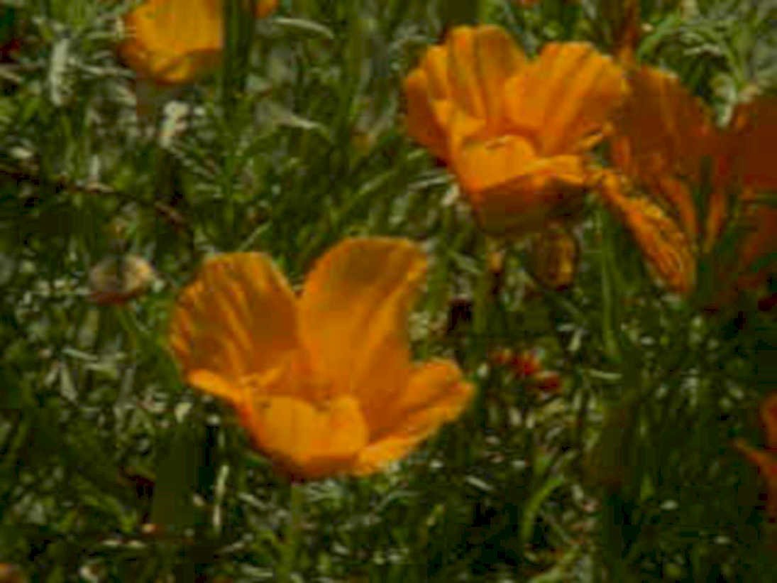 orange poppies field1980s 1990s A4 Photo Print