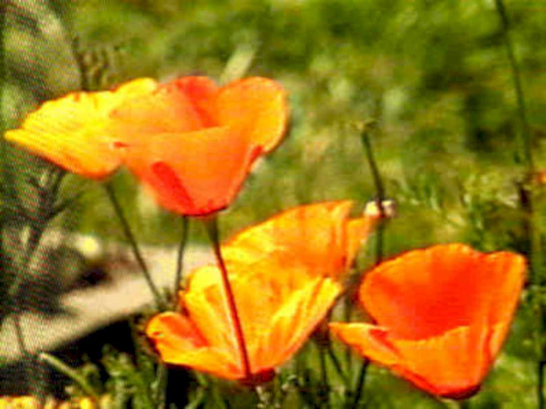 orange poppies garden1980s 1990s A4 Photo Print