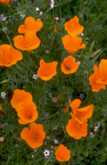 orange poppies meadow 1980s 1990s A4 Photo Print