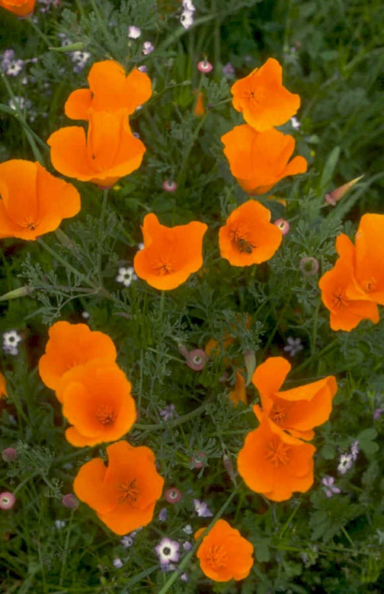 orange poppies meadow 1980s 1990s A4 Photo Print