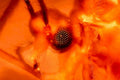 orange poppy macro1980s 1990s A4 Photo Print