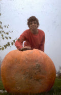 orange pumpkin 1978 Vintage A4 Photo Print