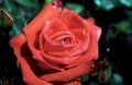 orange red rose1980s 1990s A4 Photo Print