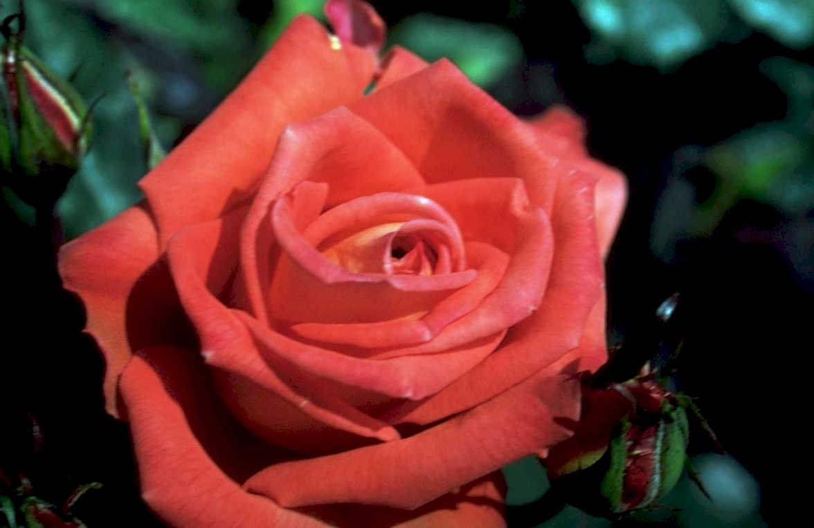 orange red rose1980s 1990s A4 Photo Print