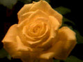orange rose bloom 11980s 1990s A4 Photo Print