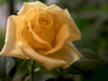 orange rose bloom 21980s 1990s A4 Photo Print