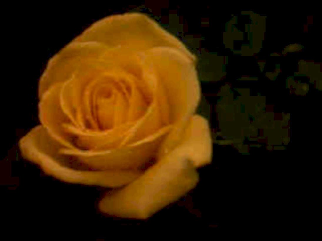 orange rose bud1980s 1990s A4 Photo Print
