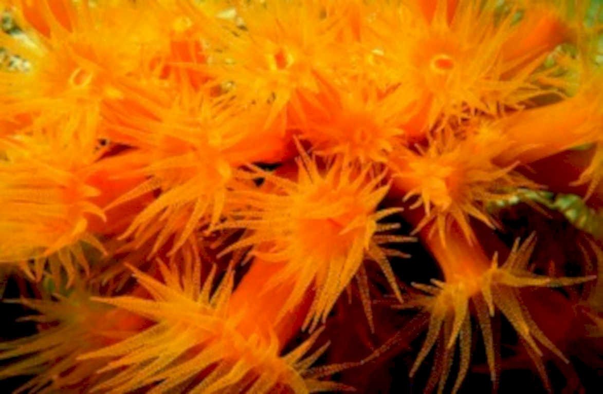 orange star polyps1980s 1990s A4 Photo Print