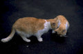 orange tabby cats 1 1980s 1990s A4 Photo Print