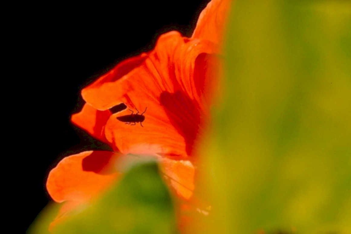 orange tiger lily1980s 1990s A4 Photo Print