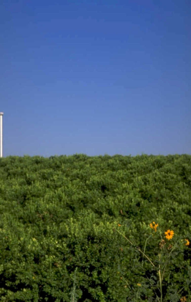 orange wildflowers grove 1980s 1990s A4 Photo Print