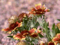 orange yellow blooms1980s 1990s A4 Photo Print