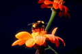 orange zinnia bee1980s 1990s A4 Photo Print