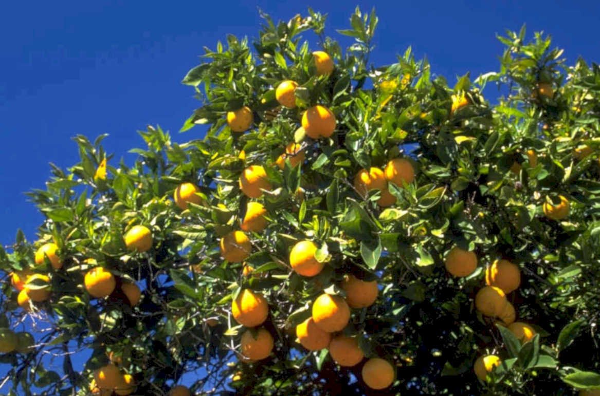 oranges sky tree 1980s 1990s A4 Photo Print