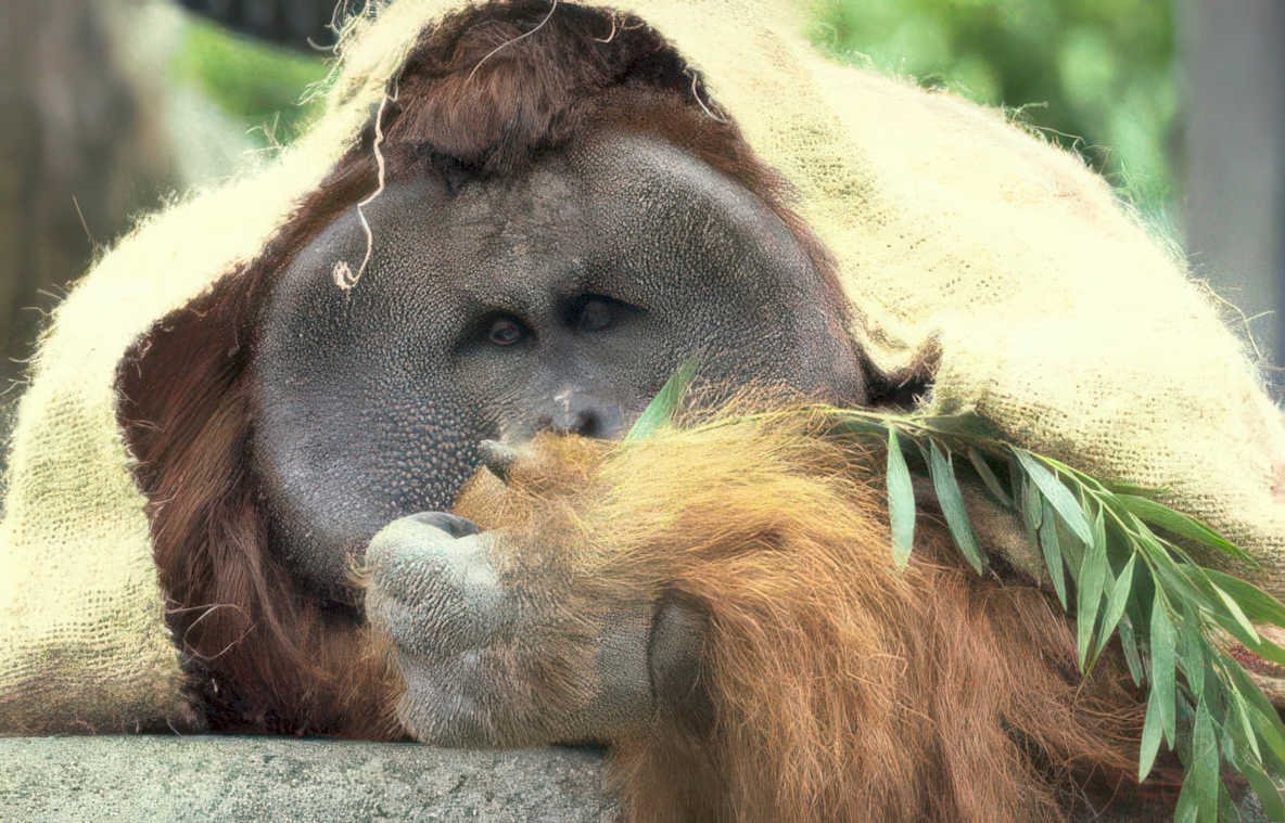 orangutan bamboo face Vintage A4 Photo Print