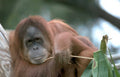 orangutan bamboo jungle Vintage A4 Photo Print