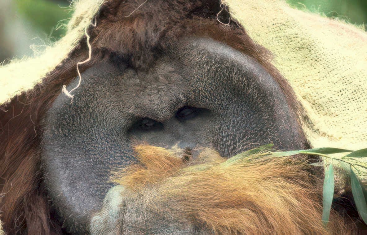 orangutan bamboo portrait 1 Vintage A4 Photo Print
