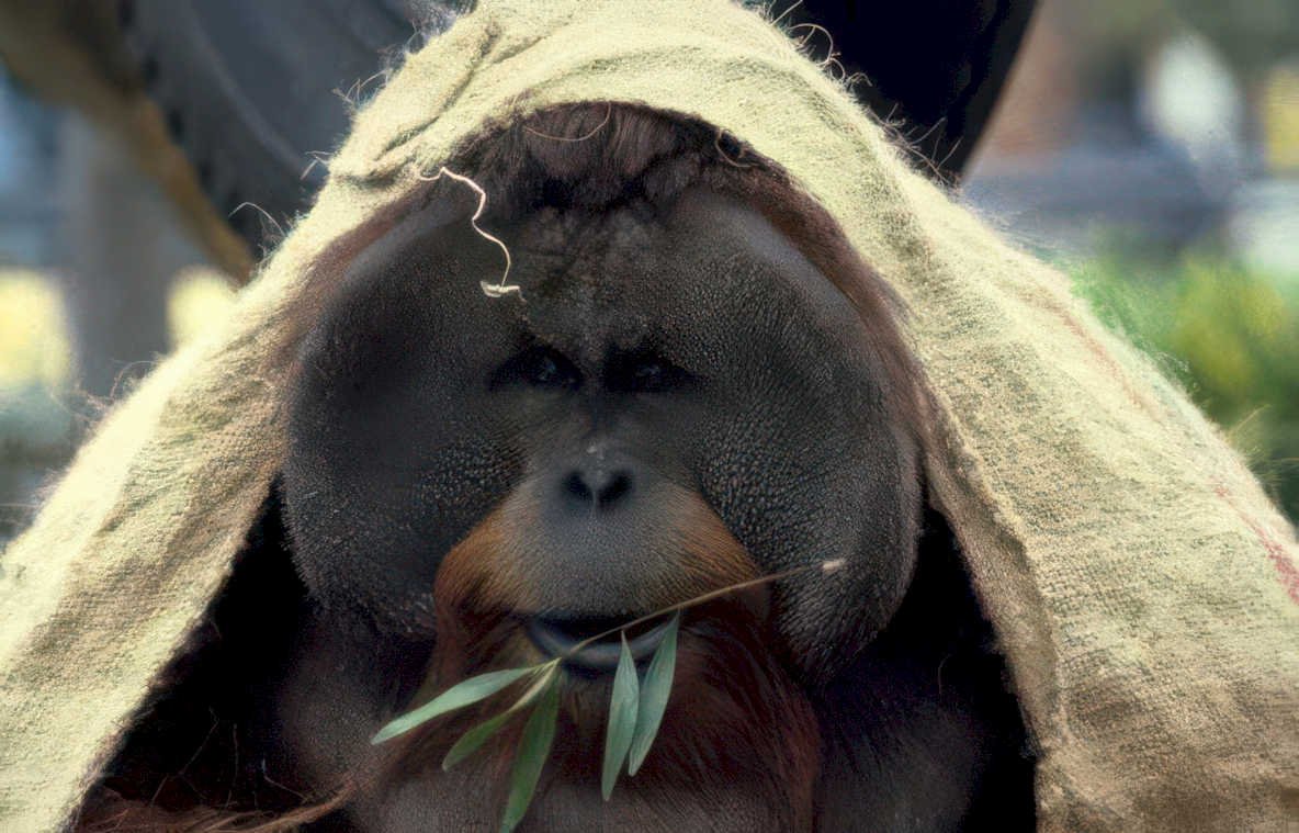orangutan bamboo portrait 2 Vintage A4 Photo Print