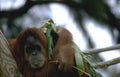 orangutan bamboo tree Vintage A4 Photo Print