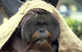 orangutan burlap zoo Vintage A4 Photo Print