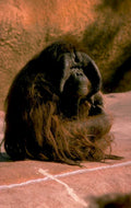 orangutan concrete path 1980s 1990s A4 Photo Print