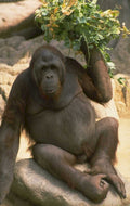 orangutan fruit rocks 1980s 1990s A4 Photo Print