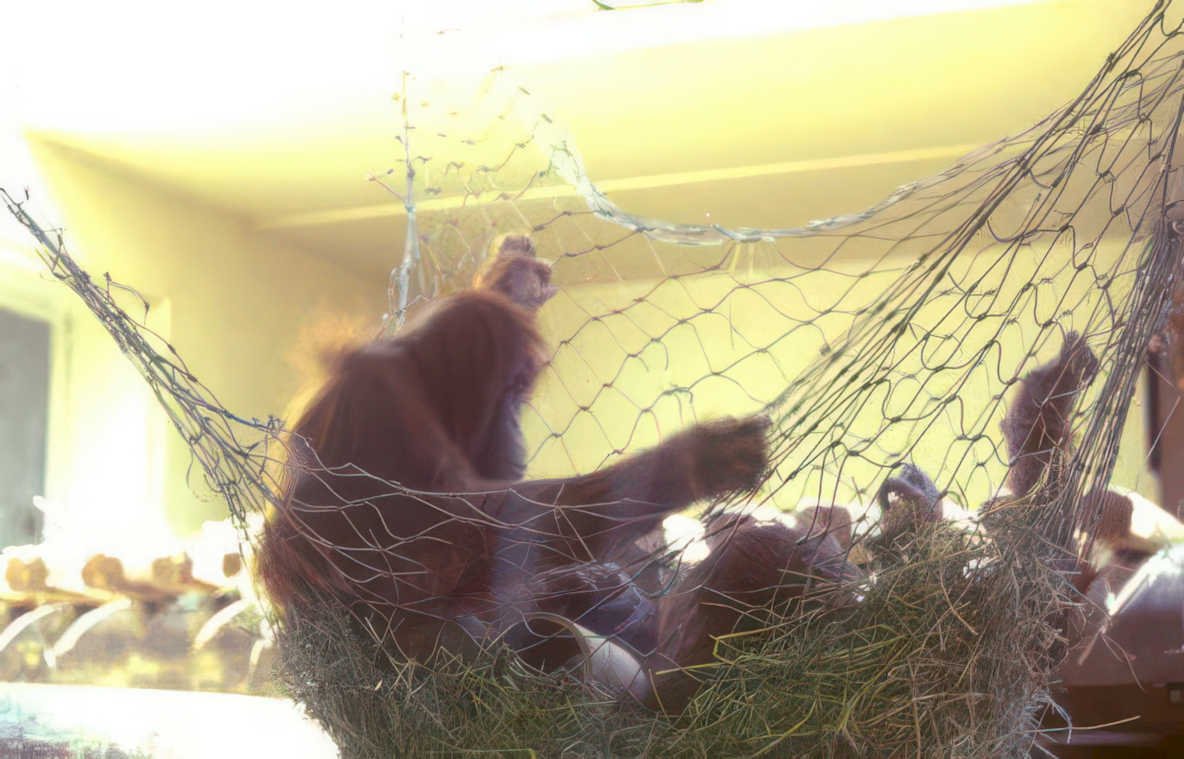 orangutan hay window Vintage A4 Photo Print