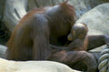 orangutan infant zoo 1980s 1990s A4 Photo Print