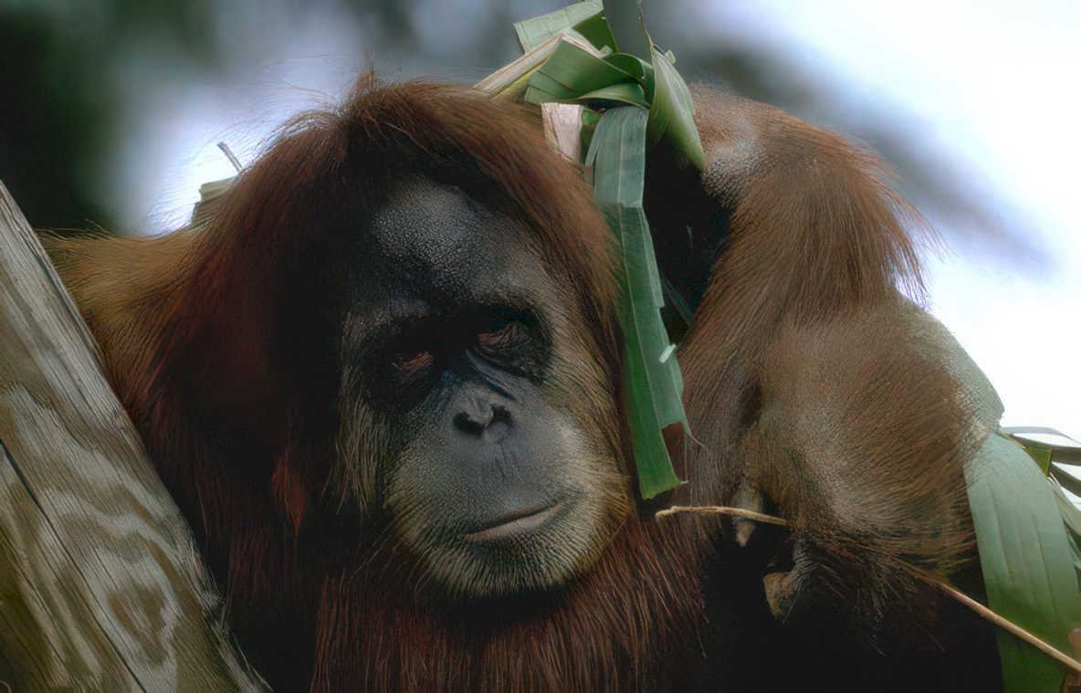 orangutan jungle portrait Vintage A4 Photo Print