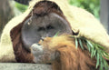 orangutan leaves zoo Vintage A4 Photo Print