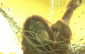 orangutan netting portrait Vintage A4 Photo Print