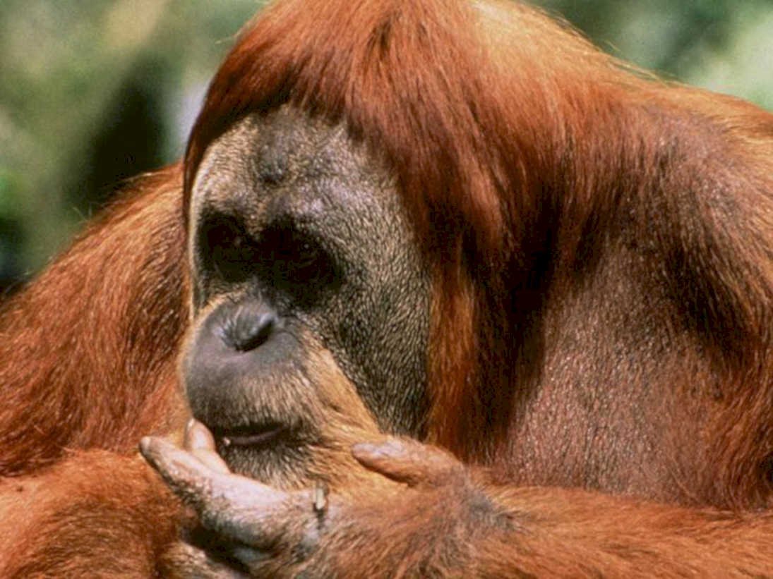 orangutan portrait closeup1980s 1990s A4 Photo Print