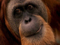 orangutan portrait face1980s 1990s A4 Photo Print