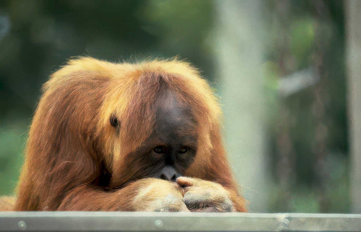 orangutan portrait fur Vintage A4 Photo Print