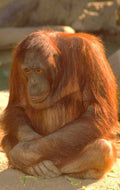 orangutan portrait zoo 1 1980s 1990s A4 Photo Print