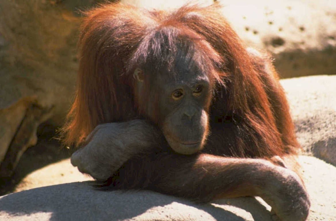 orangutan portrait zoo 2 1980s 1990s A4 Photo Print