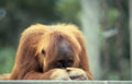 orangutan portrait zoo 3 Vintage A4 Photo Print