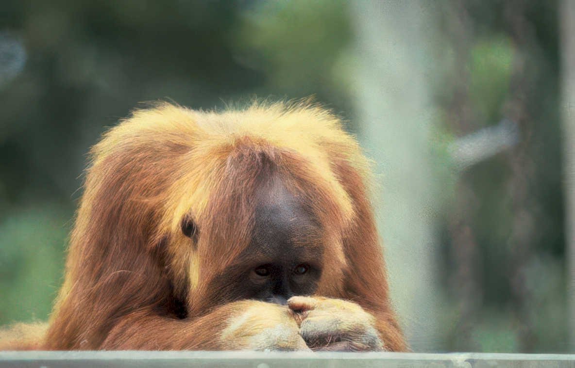 orangutan portrait zoo 3 Vintage A4 Photo Print