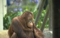 orangutan portrait zoo 5 Vintage A4 Photo Print
