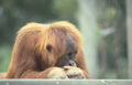 orangutan portrait zoo 6 Vintage A4 Photo Print