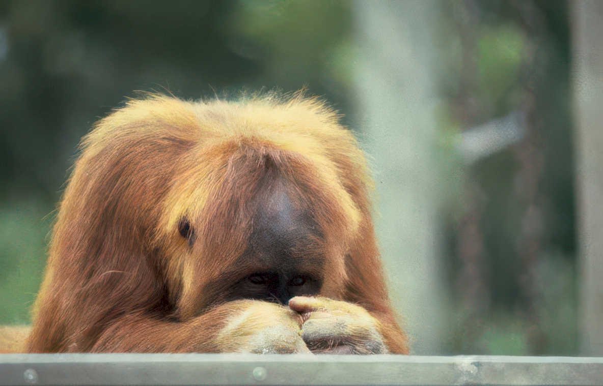 orangutan portrait zoo 8 Vintage A4 Photo Print