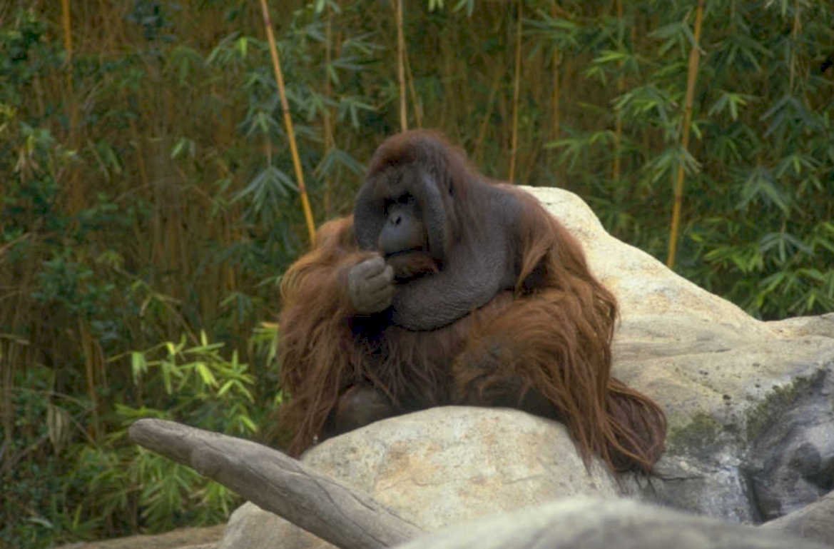 orangutan rock bamboo 1980s 1990s A4 Photo Print
