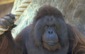 orangutan rope portrait Vintage A4 Photo Print
