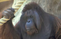 orangutan rope zoo 1 Vintage A4 Photo Print