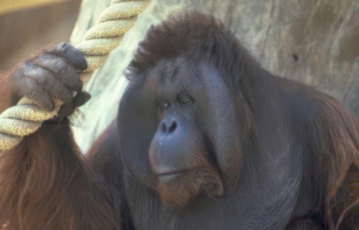 orangutan rope zoo 1 Vintage A4 Photo Print