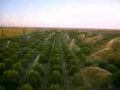 orchard irrigation trees1980s 1990s A4 Photo Print