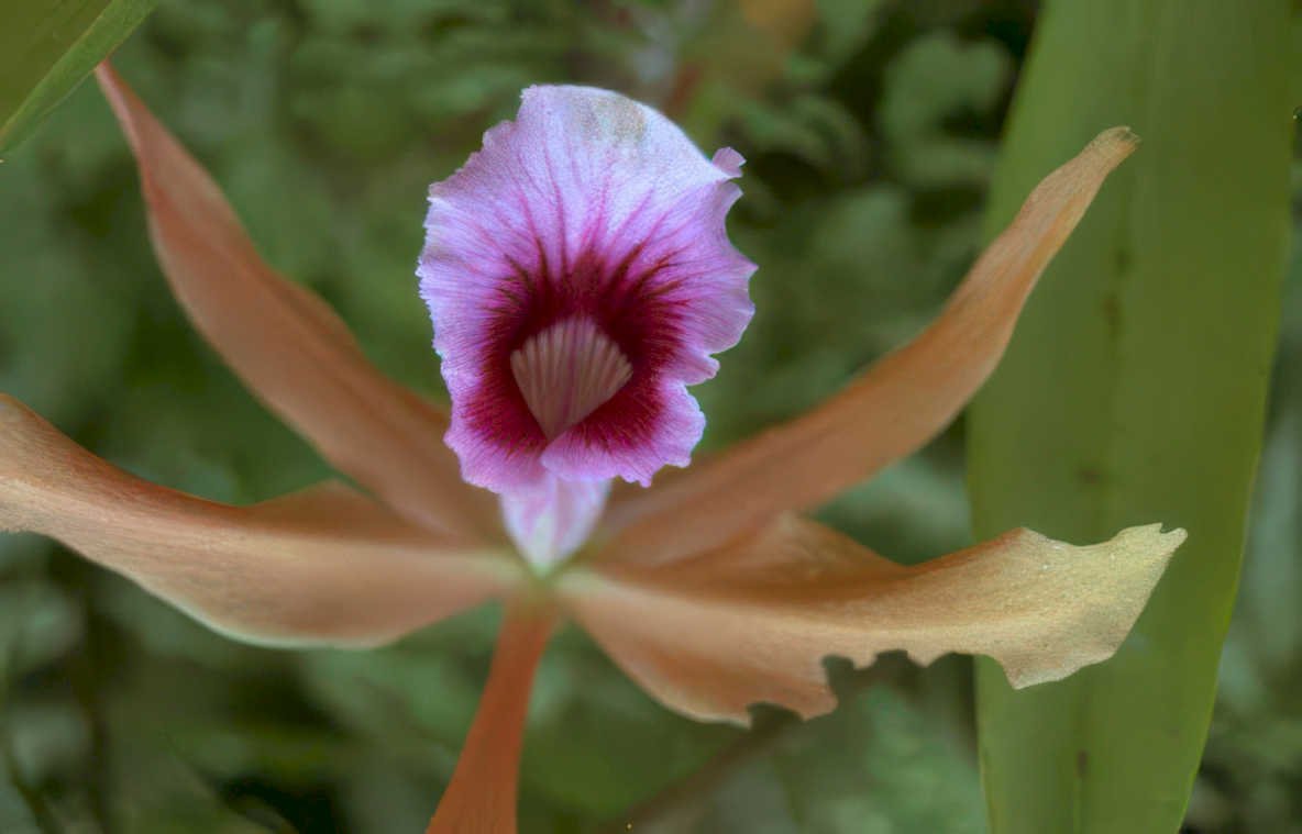 orchid bloom purple Vintage A4 Photo Print