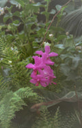 orchid blossoms orchids Vintage A4 Photo Print