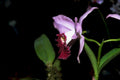 orchid cattleya bloom1980s 1990s A4 Photo Print