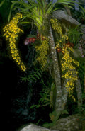 orchid cluster rainforest 1980s 1990s A4 Photo Print